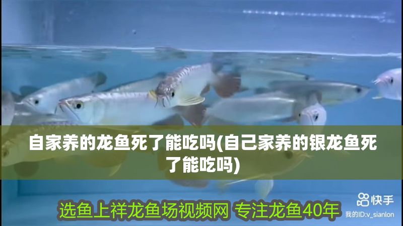 自家養的龍魚死了能吃嗎(自己家養的銀龍魚死了能吃嗎)