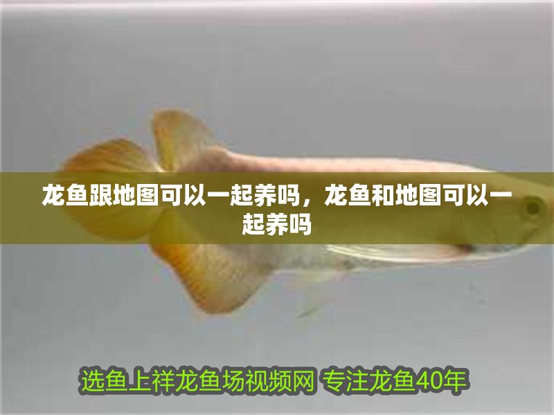 龍魚跟地圖可以一起養(yǎng)嗎，龍魚和地圖可以一起養(yǎng)嗎