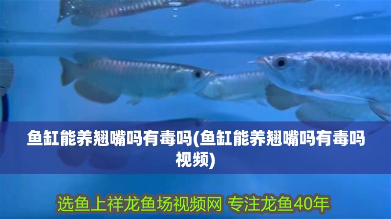 魚缸能養(yǎng)翹嘴嗎有毒嗎(魚缸能養(yǎng)翹嘴嗎有毒嗎視頻)