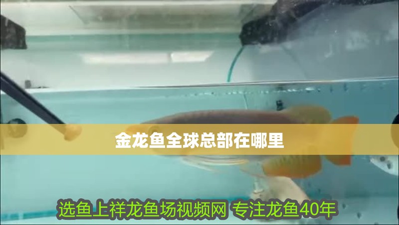 金龍魚全球總部在哪里