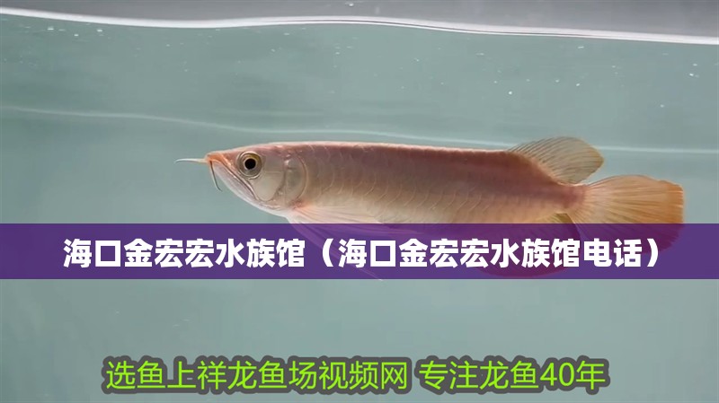 海口金宏宏水族館（海口金宏宏水族館電話）