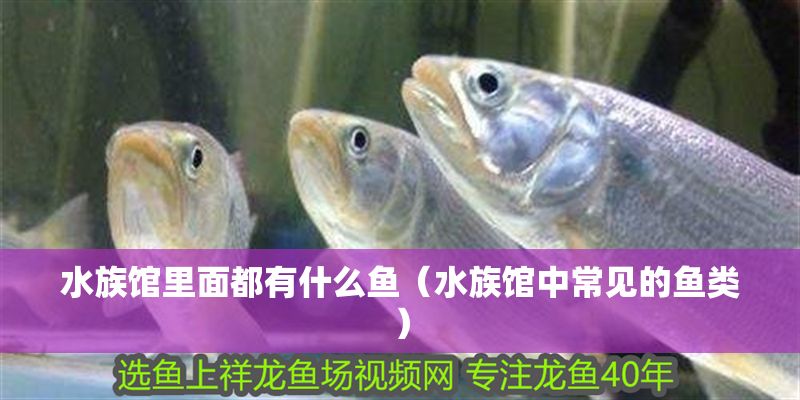 水族館里面都有什么魚（水族館中常見的魚類）