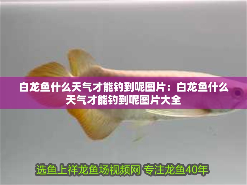 白龍魚什么天氣才能釣到呢圖片：白龍魚什么天氣才能釣到呢圖片大全