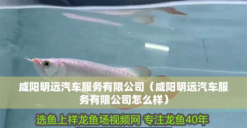 咸陽明遠(yuǎn)汽車服務(wù)有限公司(咸陽明遠(yuǎn)汽車服務(wù)有限公司怎么樣) 全國水族館企業(yè)名錄 第3張 咸陽明遠(yuǎn)汽車服務(wù)有限公司(咸陽明遠(yuǎn)汽車服務(wù)有限公司怎么樣) 咸陽明遠(yuǎn)汽車服務(wù)有限公司(咸陽明遠(yuǎn)汽車服務(wù)有限公司怎么樣) 全國水族館企業(yè)名錄 第3張