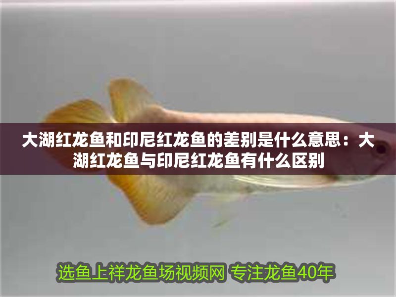 大湖紅龍魚和印尼紅龍魚的差別是什么意思：大湖紅龍魚與印尼紅龍魚有什么區(qū)別