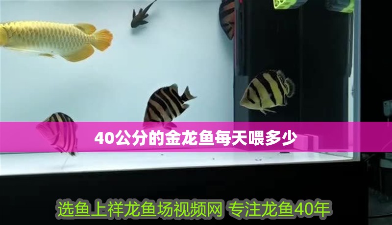 40公分的金龍魚每天喂多少