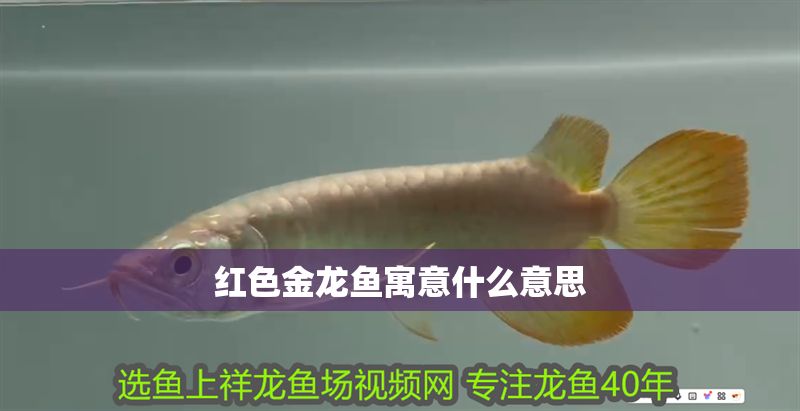 紅色金龍魚寓意什么意思