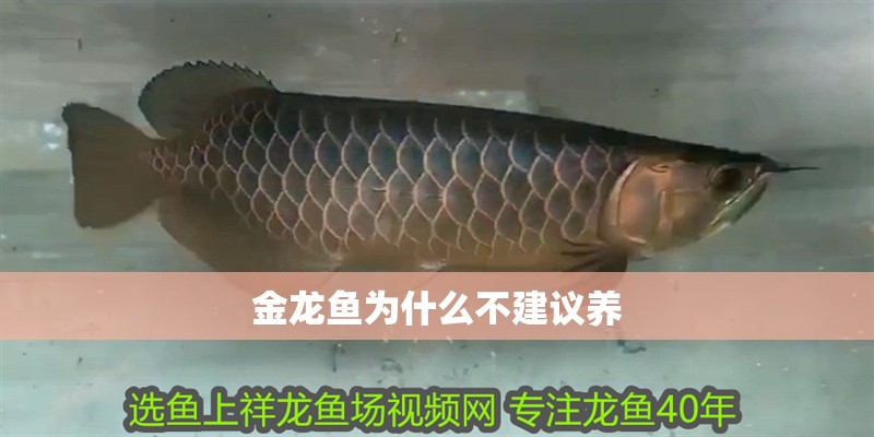 金龍魚為什么不建議養(yǎng)