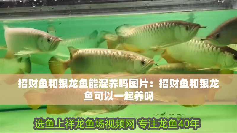 招財(cái)魚和銀龍魚能混養(yǎng)嗎圖片：招財(cái)魚和銀龍魚可以一起養(yǎng)嗎
