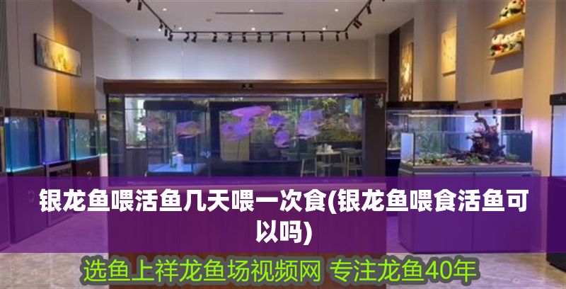 銀龍魚喂活魚幾天喂一次食(銀龍魚喂食活魚可以嗎)