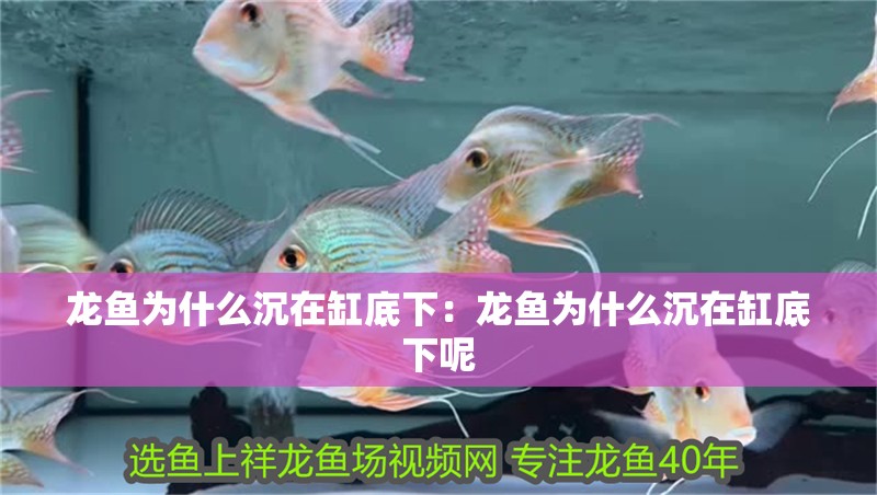 龍魚為什么沉在缸底下：龍魚為什么沉在缸底下呢 龍魚為什么沉在缸底下：龍魚為什么沉在缸底下呢 水族問答