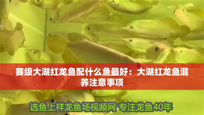 賽級大湖紅龍魚配什么魚最好：大湖紅龍魚混養(yǎng)注意事項(xiàng)