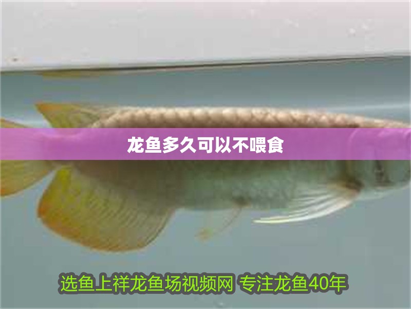 龍魚多久可以不喂食