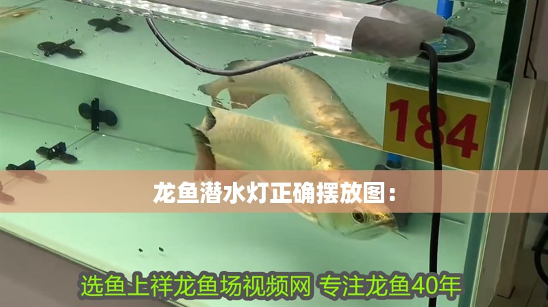 龍魚潛水燈正確擺放圖：