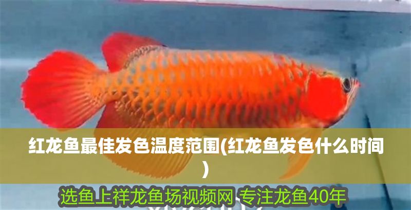 紅龍魚最佳發(fā)色溫度范圍(紅龍魚發(fā)色什么時間)