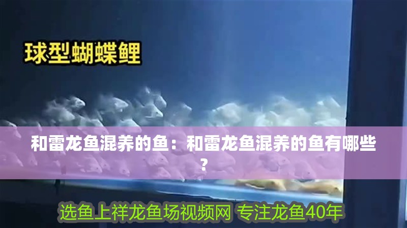 和雷龍魚混養的魚：和雷龍魚混養的魚有哪些?