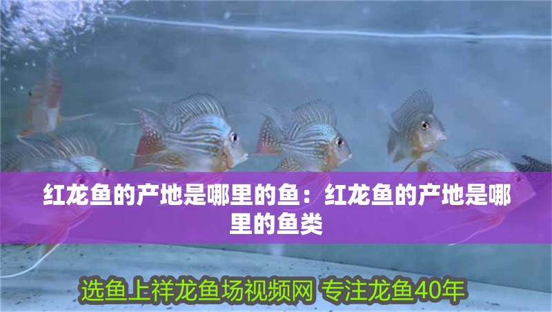 紅龍魚的產(chǎn)地是哪里的魚：紅龍魚的產(chǎn)地是哪里的魚類