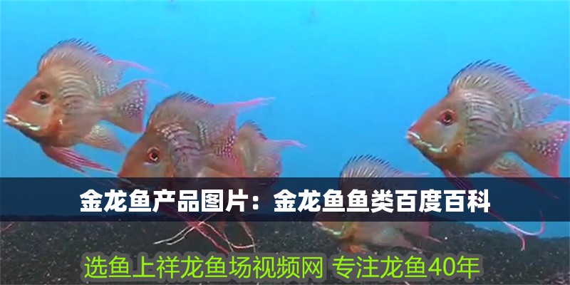 金龍魚(yú)產(chǎn)品圖片：金龍魚(yú)魚(yú)類百度百科