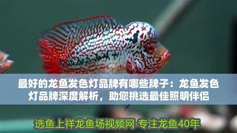 最好的龍魚發(fā)色燈品牌有哪些牌子：龍魚發(fā)色燈品牌深度解析，助您挑選最佳照明伴侶