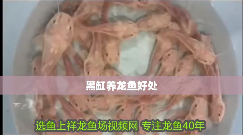 黑缸養龍魚好處 黑缸養龍魚好處 龍魚百科 第2張