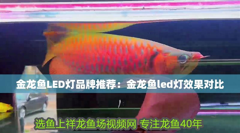金龍魚LED燈品牌推薦：金龍魚led燈效果對比 金龍魚LED燈品牌推薦：金龍魚led燈效果對比 金龍魚百科 第1張