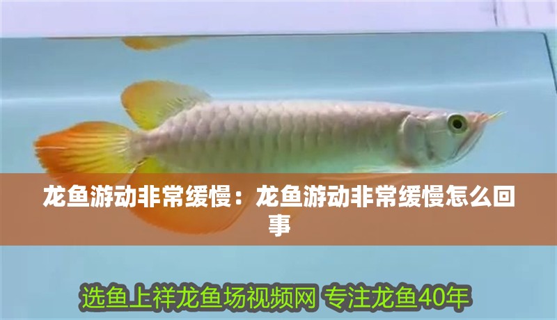 龍魚游動非常緩慢：龍魚游動非常緩慢怎么回事