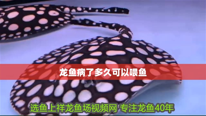 龍魚病了多久可以喂魚