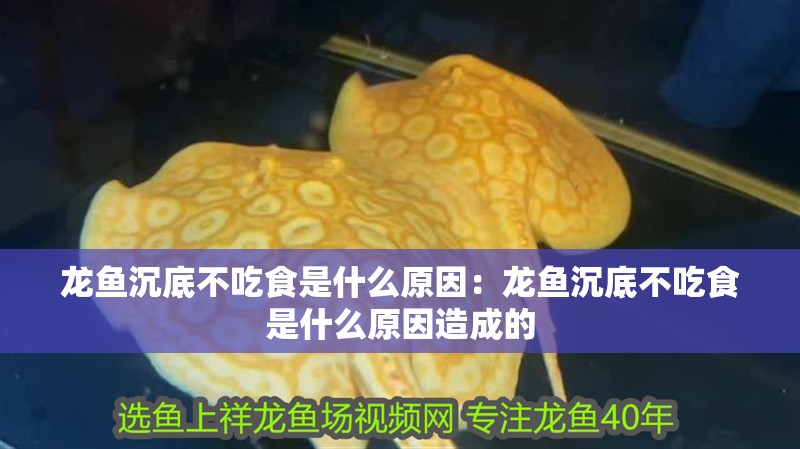 龍魚沉底不吃食是什么原因：龍魚沉底不吃食是什么原因造成的 龍魚沉底不吃食是什么原因：龍魚沉底不吃食是什么原因造成的 水族問答