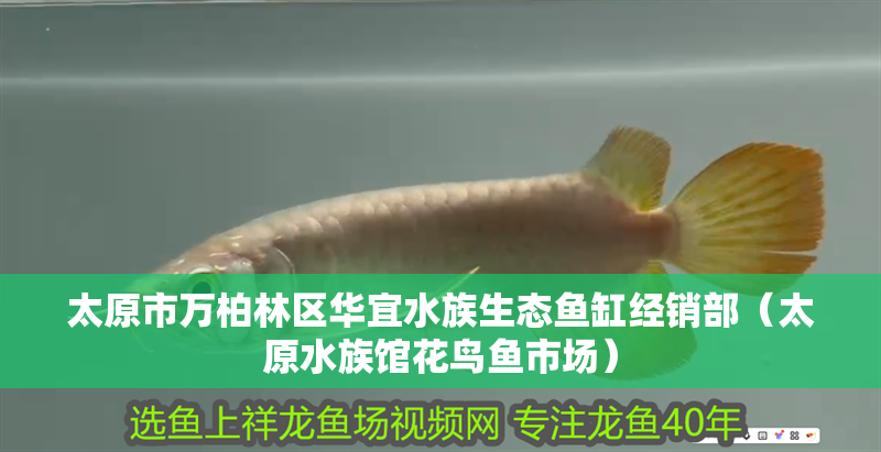 太原市萬柏林區華宜水族生態魚缸經銷部（太原水族館花鳥魚市場） 太原市萬柏林區華宜水族生態魚缸經銷部（太原水族館花鳥魚市場） 全國水族館企業名錄 第2張