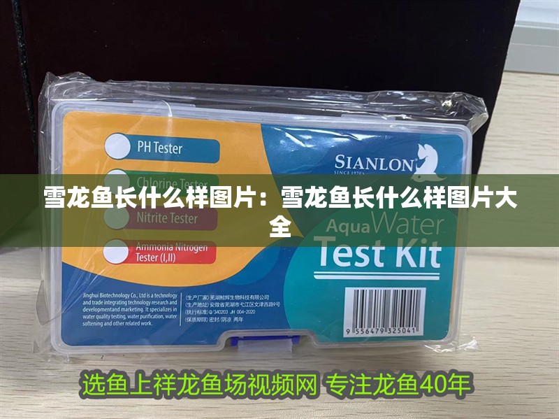 雪龍魚長什么樣圖片：雪龍魚長什么樣圖片大全