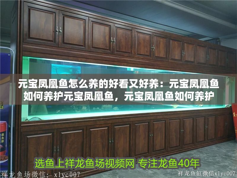 元寶鳳凰魚怎么養(yǎng)的好看又好養(yǎng)：元寶鳳凰魚如何養(yǎng)護元寶鳳凰魚，元寶鳳凰魚如何養(yǎng)護