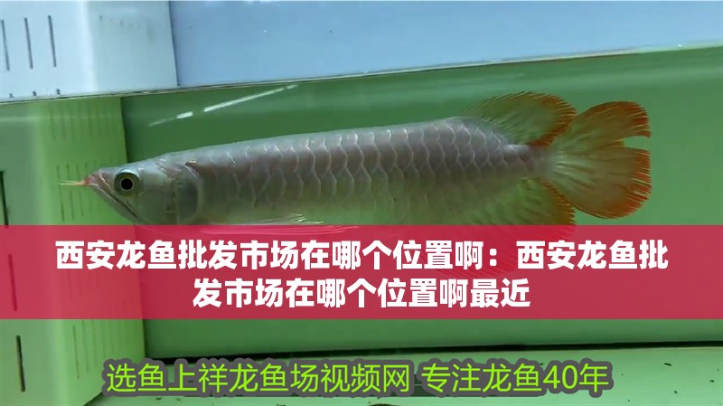 西安龍魚批發(fā)市場在哪個(gè)位置啊：西安龍魚批發(fā)市場在哪個(gè)位置啊最近