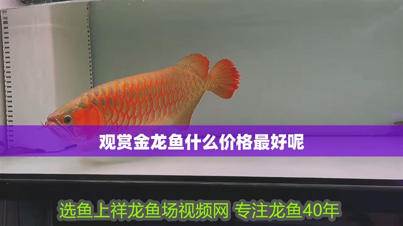 觀賞金龍魚(yú)什么價(jià)格最好呢