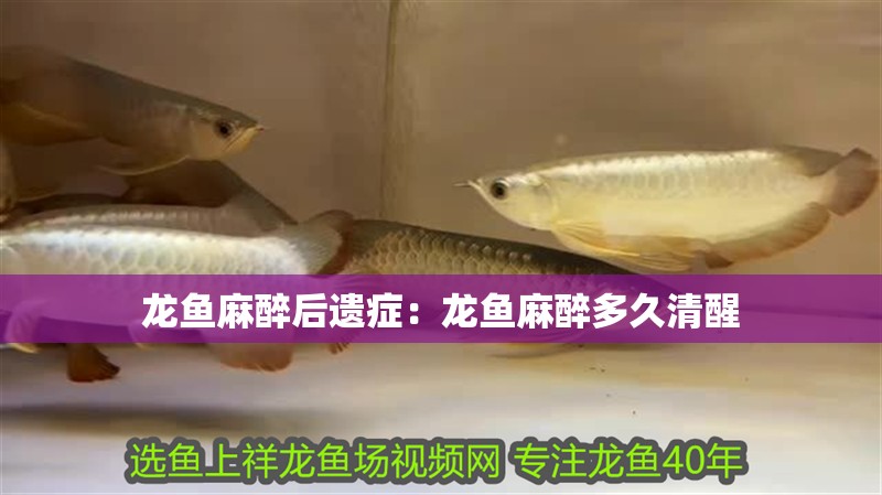 龍魚麻醉后遺癥：龍魚麻醉多久清醒 龍魚麻醉后遺癥：龍魚麻醉多久清醒 水族問答