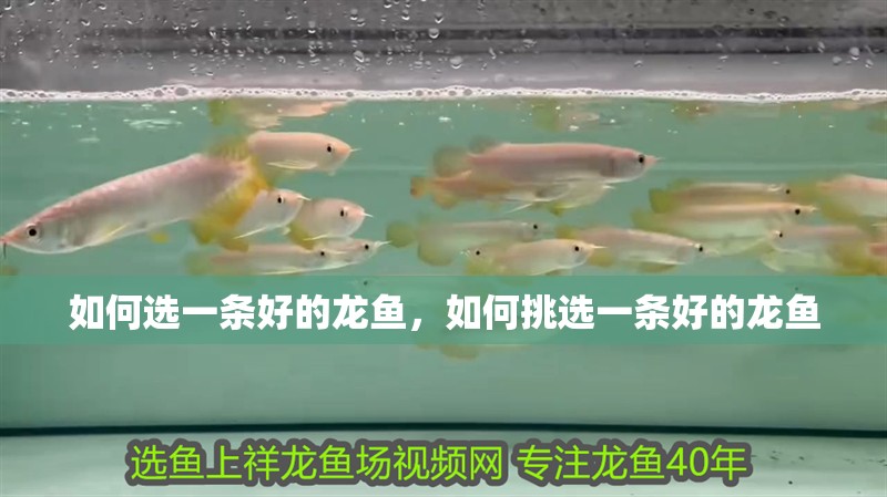 如何選一條好的龍魚，如何挑選一條好的龍魚