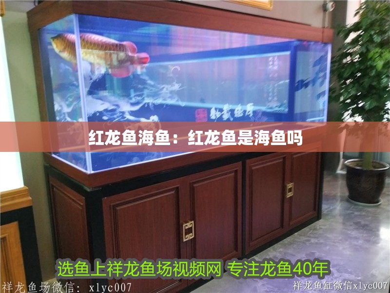 紅龍魚海魚：紅龍魚是海魚嗎 紅龍魚海魚：紅龍魚是海魚嗎 水族問答