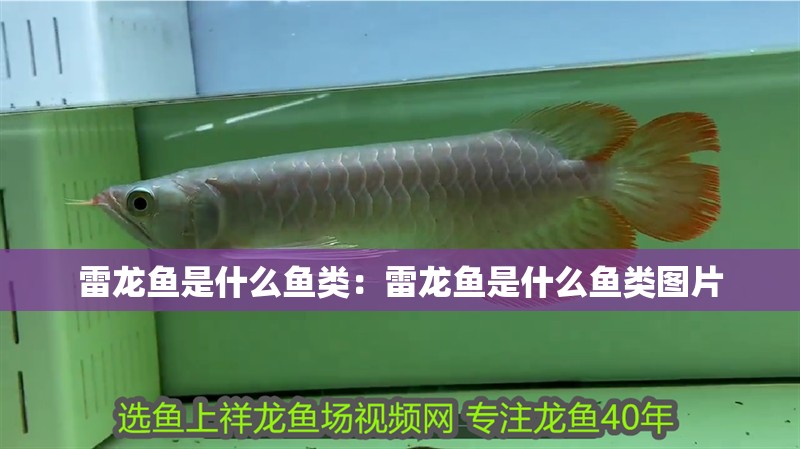 雷龍魚是什么魚類：雷龍魚是什么魚類圖片 雷龍魚是什么魚類：雷龍魚是什么魚類圖片 水族問答