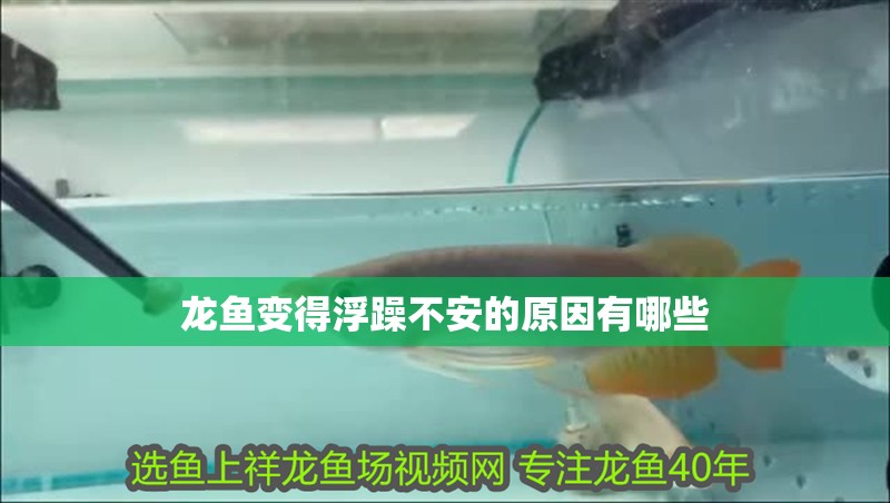 龍魚變得浮躁不安的原因有哪些 龍魚變得浮躁不安的原因有哪些 龍魚百科 第2張