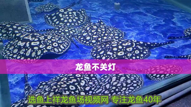 龍魚不關燈 龍魚百科 第2張 龍魚不關燈 龍魚不關燈 龍魚百科 第2張