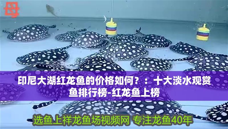 詳細(xì)閱讀:印尼大湖紅龍魚的價(jià)格如何?:十大淡水觀賞魚排行榜-紅龍魚上榜 印尼大湖紅龍魚的價(jià)格如何?:十大淡水觀賞魚排行榜-紅龍魚上榜