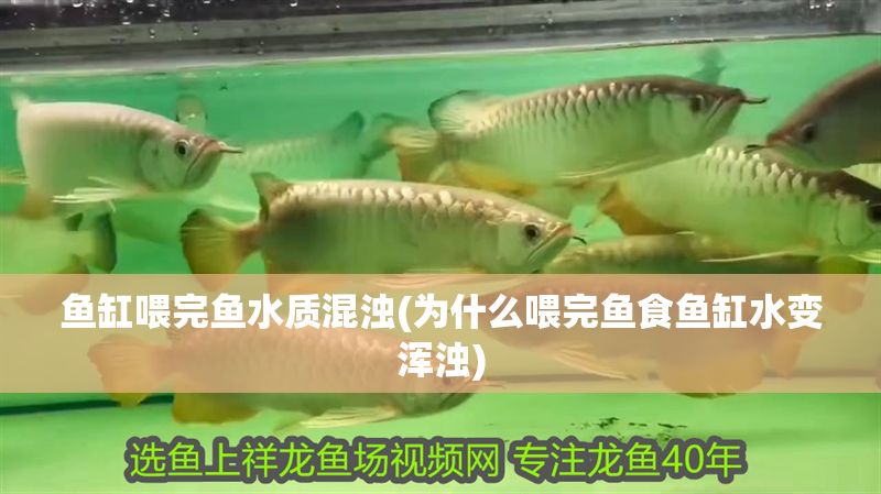 魚缸喂完魚水質混濁(為什么喂完魚食魚缸水變渾濁) 魚缸喂完魚水質混濁(為什么喂完魚食魚缸水變渾濁) 元寶鳳凰魚百科 第1張