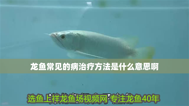龍魚常見的病治療方法是什么意思啊