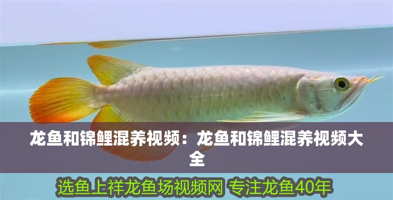 龍魚和錦鯉混養視頻：龍魚和錦鯉混養視頻大全 龍魚和錦鯉混養視頻：龍魚和錦鯉混養視頻大全 水族問答