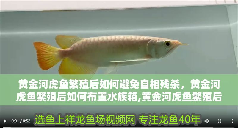 黃金河虎魚繁殖后如何避免自相殘殺，黃金河虎魚繁殖后如何布置水族箱,黃金河虎魚繁殖后如何改善水質