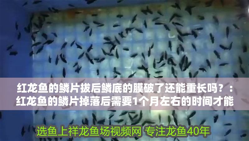紅龍魚的鱗片拔后鱗底的膜破了還能重長嗎？：紅龍魚的鱗片掉落后需要1個月左右的時間才能恢復(fù)
