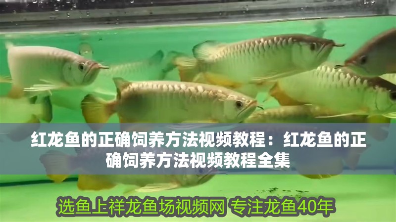 紅龍魚的正確飼養方法視頻教程:紅龍魚的正確飼養方法視頻教程全集 水族問答 紅龍魚的正確飼養方法視頻教程:紅龍魚的正確飼養方法視頻教程全集 紅龍魚的正確飼養方法視頻教程:紅龍魚的正確飼養方法視頻教程全集 水族問答