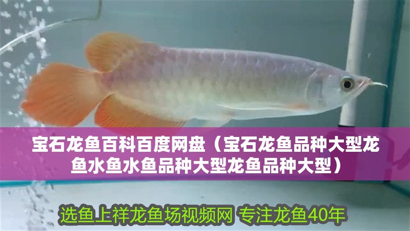 寶石龍魚百科百度網盤（寶石龍魚品種大型龍魚水魚水魚品種大型龍魚品種大型）