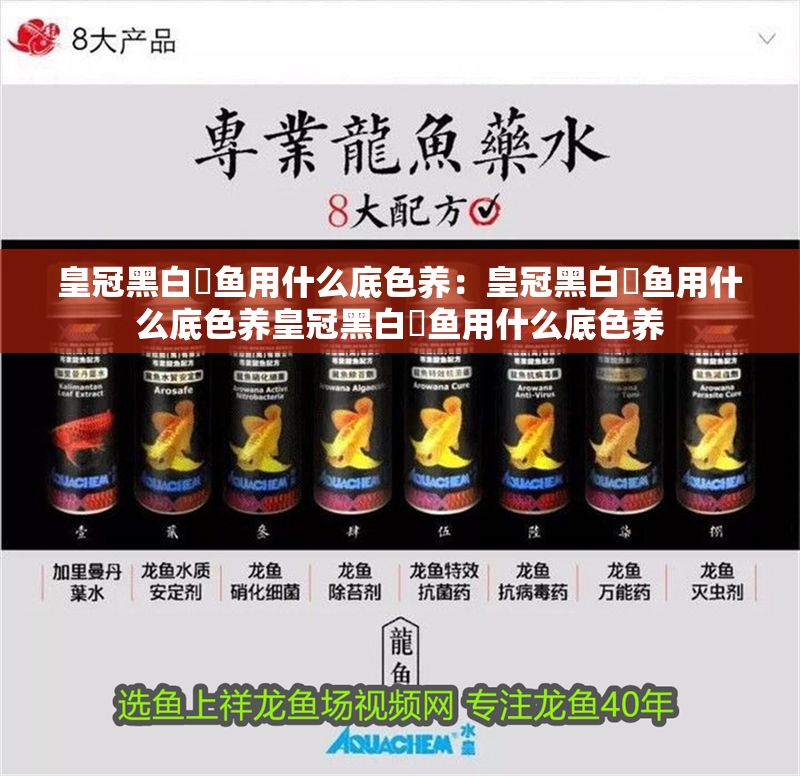 皇冠黑白魟魚用什么底色養(yǎng)：皇冠黑白魟魚用什么底色養(yǎng)皇冠黑白魟魚用什么底色養(yǎng)