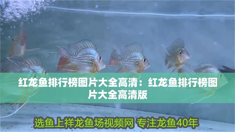 紅龍魚排行榜圖片大全高清:紅龍魚排行榜圖片大全高清版 水族問答 紅龍魚排行榜圖片大全高清:紅龍魚排行榜圖片大全高清版 紅龍魚排行榜圖片大全高清:紅龍魚排行榜圖片大全高清版 水族問答