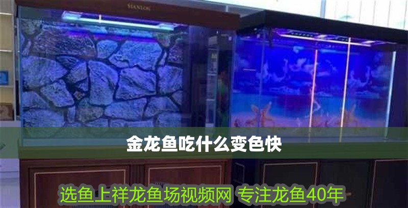 金龍魚吃什么變色快